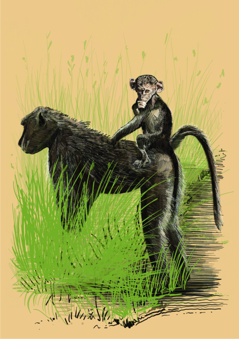 werner henken baboon 1 for Werner Henken — print & cut by Plan Photo Repro
